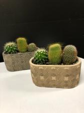 Geometric Cactus Garden Easy Care Plant