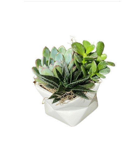Geometric Succulent Planter Plants