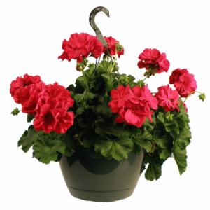 Geranium 10" Hanging Basket in Springfield, MO | FLOWERAMA #226 Geranium 10" Hanging Basket in Springfield, MO | FLOWERAMA #226
