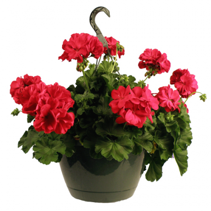 Geranium 10