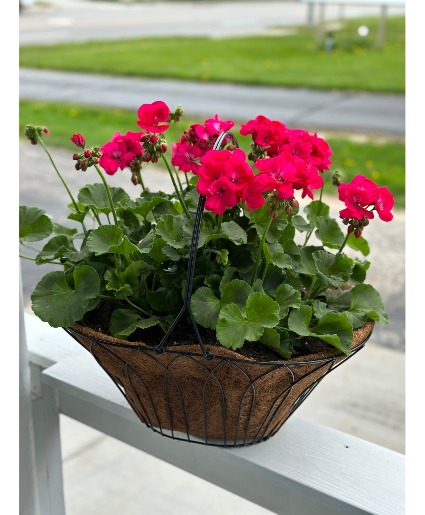 Geranium Basket 