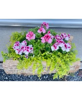 Geranium Cedar Planter Spring Planter Cedar Box