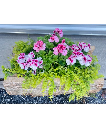 Geranium Cedar Planter Spring Planter Cedar Box