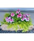 Geranium Cedar Planter Spring Planter Cedar Box