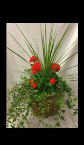 Geranium Combination Pot Mother's Day Plants