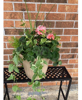 Geranium Combo Patio Pot 