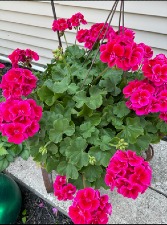 Geranium hanging basket 