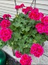 Geranium hanging basket 