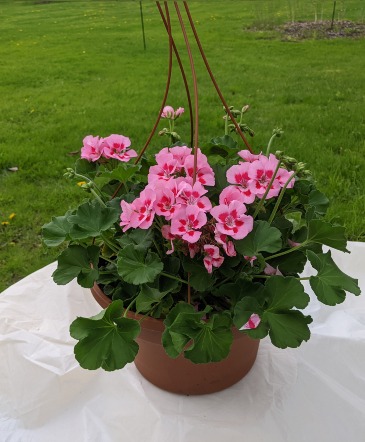 Geranium Hanging Basket in Ballston Spa, NY | Briarwood Flower & Gift Shoppe
