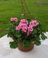 Geranium Hanging Basket