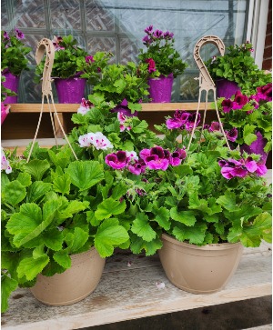 Geranium - Hanging Basket  