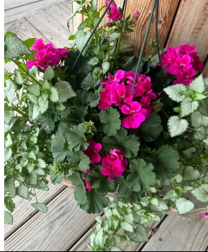 Geranium Hanging Basket Outdoor Plant