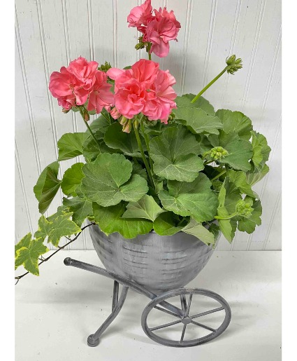 Geranium in Decorative Wagon
