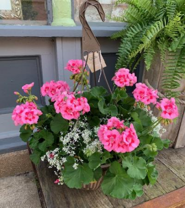 Geranium Love Hanging Basket