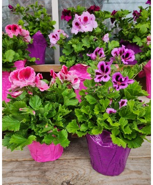 Geranium - Martha Washington 