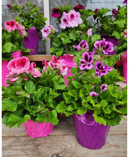 Geranium - Martha Washington 