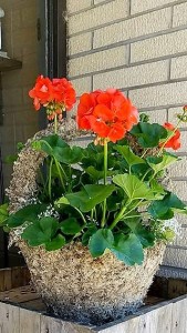 Geranium Moss Pot local delivery only