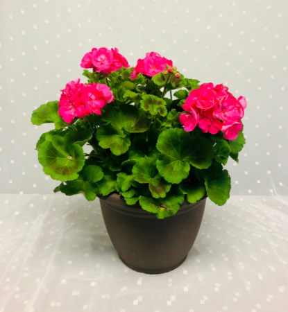 Geranium Patio Planter Hanging Basket