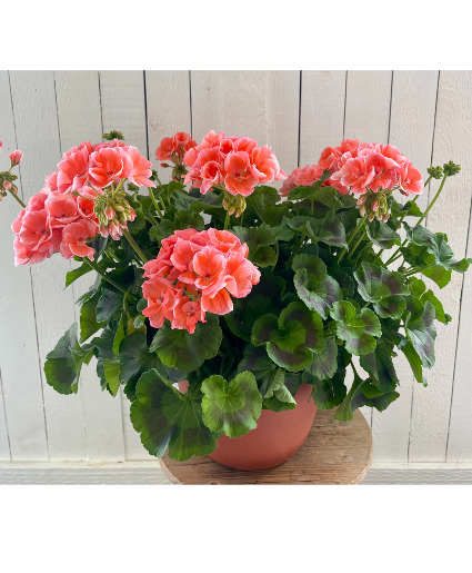 Geranium Patio Pot