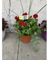 Geranium patio pot blooming 