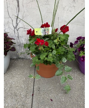 Geranium patio pot blooming 
