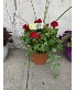 Geranium patio pot blooming 