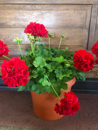 GERANIUM PATIO POT PATIO POT