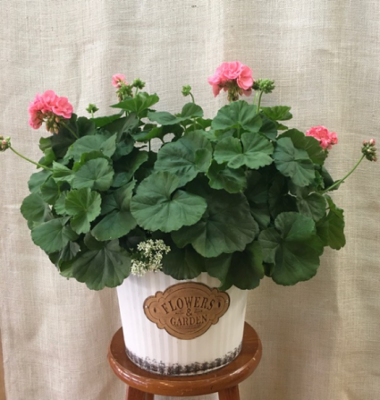 Geranium Plant 