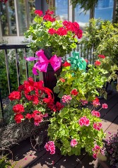 Geranium Hanging Basket Plant