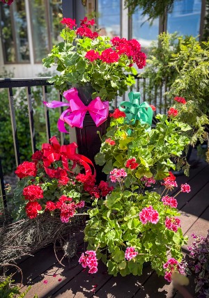 Geranium Hanging Basket Plant