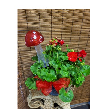Geranium Plant with Mushroom 