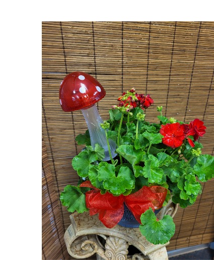 Geranium Plant with Mushroom