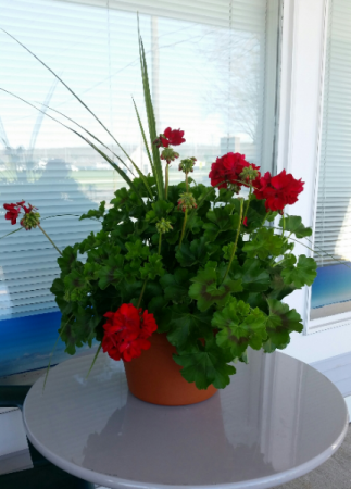 Geranium plant with spike Blooming annual plant