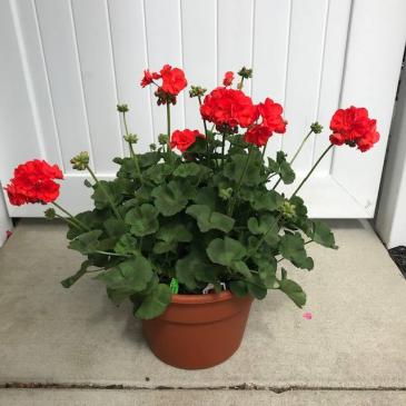 Large Geranium Planter Color Varies in Portland, MI | COUNTRY CUPBOARD FLORAL