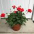 Large Geranium Planter 12” Pot Size