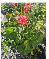 Geranium Planter 