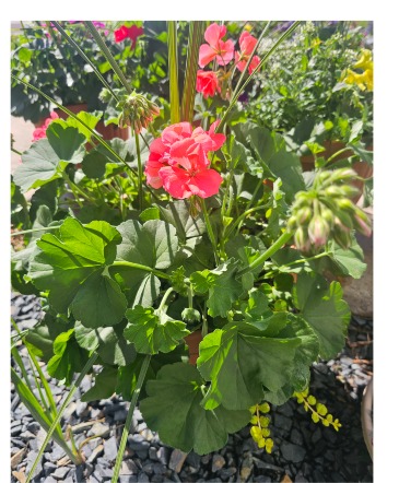 Geranium Planter  in Whitehall, MT | Freedom Floral