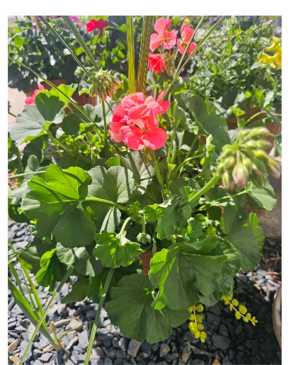Geranium Planter