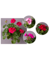 geranium planter - assorted colors plant