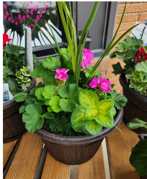 Geranium Planter Pot Red or pink available