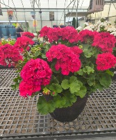 Geranium Porch Planter 