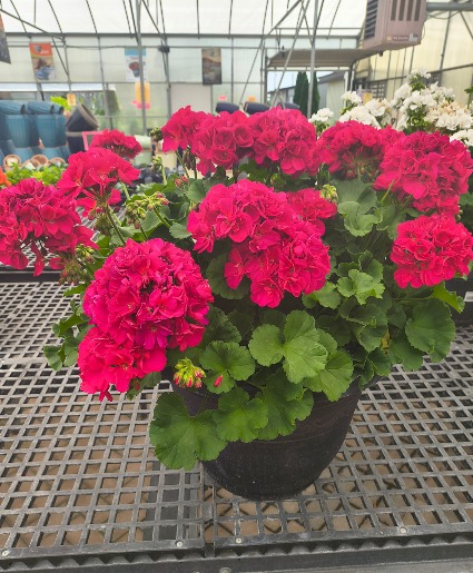Geranium Porch Planter