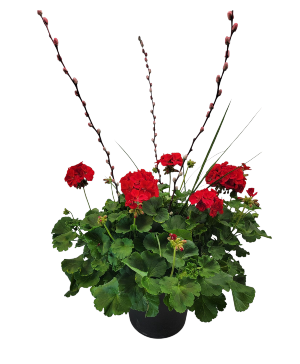 Geranium Porch Pot 