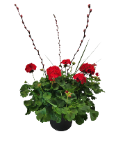 Geranium Porch Pot 