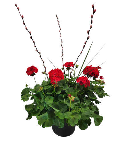 Geranium Porch Pot