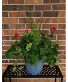 Geranium Combo Patio Pot 