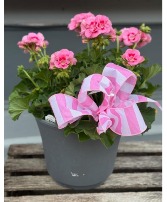 Geranium  Potted Plant