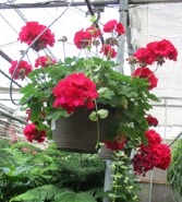 Geranium with vinca vine Hanging Basket