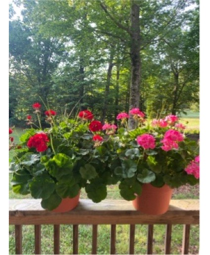 Geraniums 