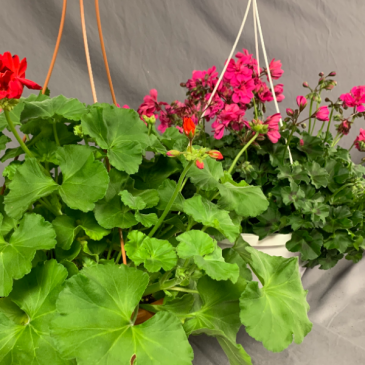 Geraniums Hanging Basket